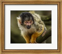 Framed Cute Monkey IV