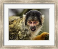 Framed Cute Monkey V