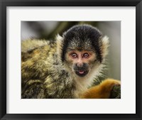 Framed Cute Monkey V