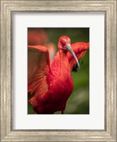 Framed Red Bird III