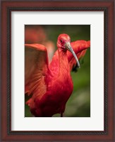 Framed Red Bird III