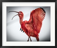 Framed Red Bird IIII