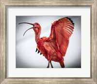 Framed Red Bird IIII