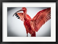 Framed Red Bird V