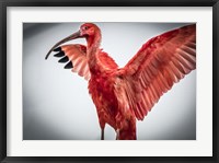 Framed Red Bird V