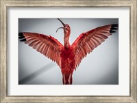 Framed Red Bird VI