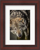 Framed Wolf in the Water