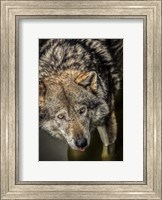 Framed Wolf in the Water
