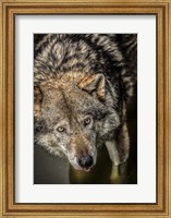 Framed Wolf in the Water