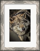 Framed Wolf in the Water II
