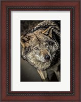 Framed Wolf in the Water II