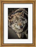 Framed Wolf in the Water II