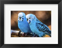 Framed Blue Birds