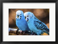 Framed Blue Birds