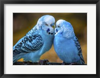 Framed Blue Birds II