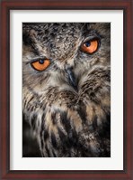 Framed Owl Close Up