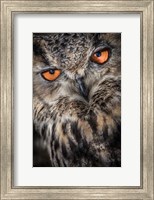 Framed Owl Close Up