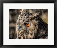 Framed Owl Close Up II
