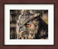 Framed Owl Close Up II