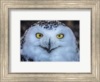 Framed Evil Owl