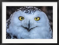 Framed Evil Owl