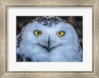 Framed Evil Owl