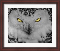 Framed Evil Owl II Black & White