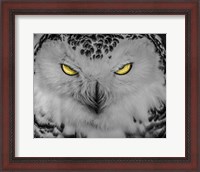 Framed Evil Owl II Black & White