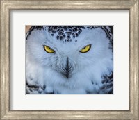 Framed Evil Owl II