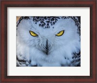 Framed Evil Owl II
