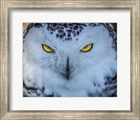 Framed Evil Owl II