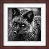 Framed Silver Fox Black & White
