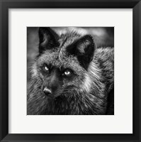 Framed Silver Fox Black & White