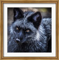 Framed Silver Fox