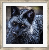 Framed Silver Fox