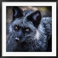 Framed Silver Fox