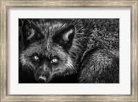 Framed Silver Fox II Black & White