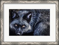 Framed Silver Fox II