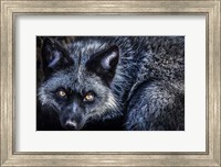 Framed Silver Fox II