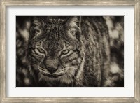 Framed Lynx Front Sepia