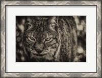 Framed Lynx Front Sepia