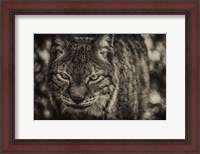 Framed Lynx Front Sepia