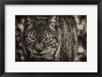 Framed Lynx Front Sepia