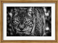Framed Lynx Front  Black & White