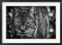 Framed Lynx Front  Black & White