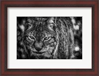 Framed Lynx Front  Black & White