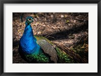 Framed Peacock II