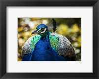 Framed Peacock III