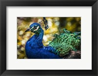 Framed Peacock IV