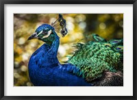 Framed Peacock IV